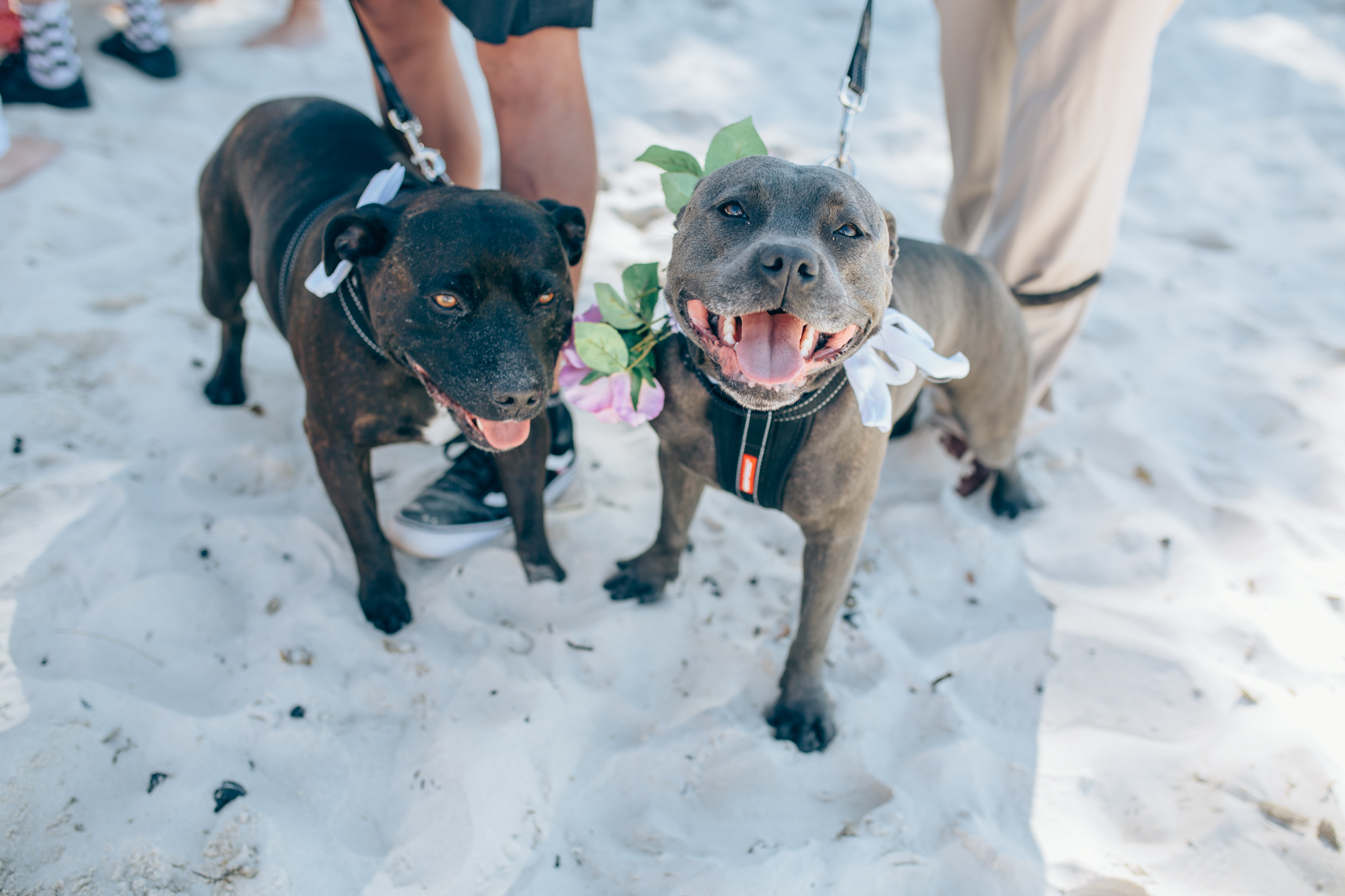 dogs at weddings Byron Bay celebrant 3.jpg