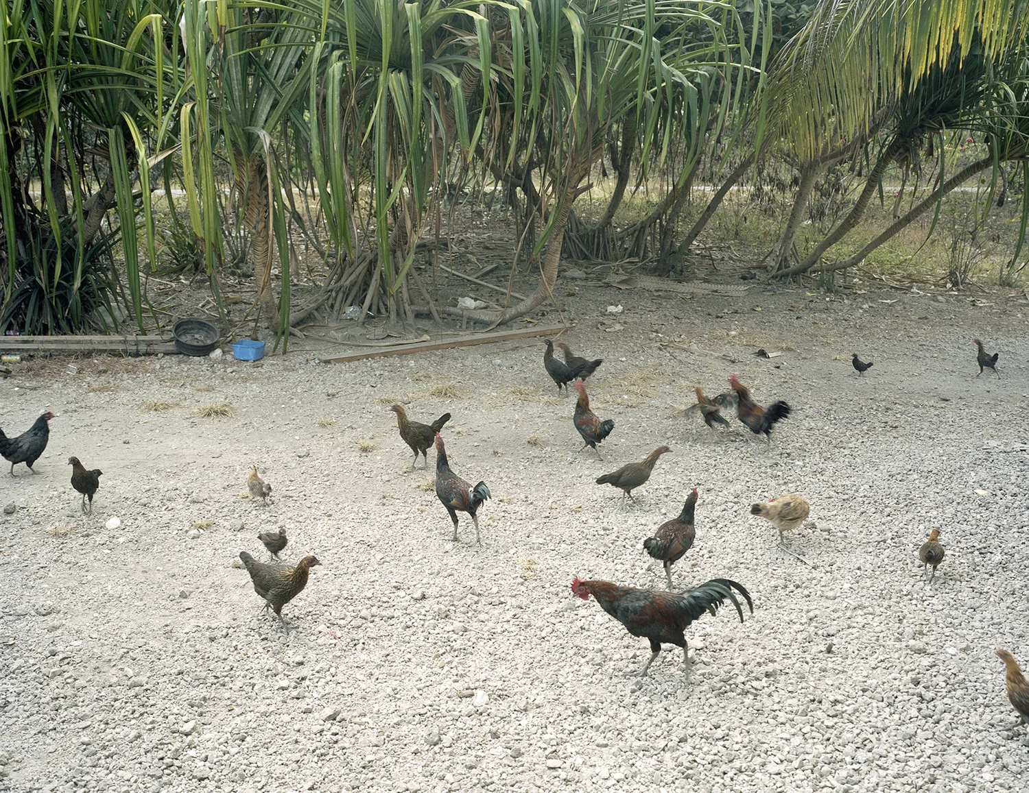 Nauru05.jpg