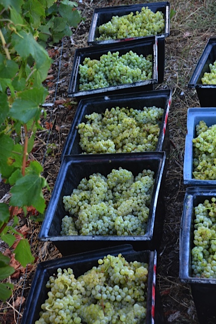 chardonnay harvest 15.jpg