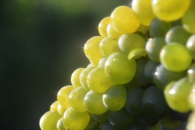 chardonnay harvest 10.jpg