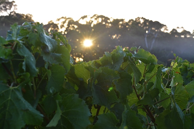 chardonnay harvest 4.jpg