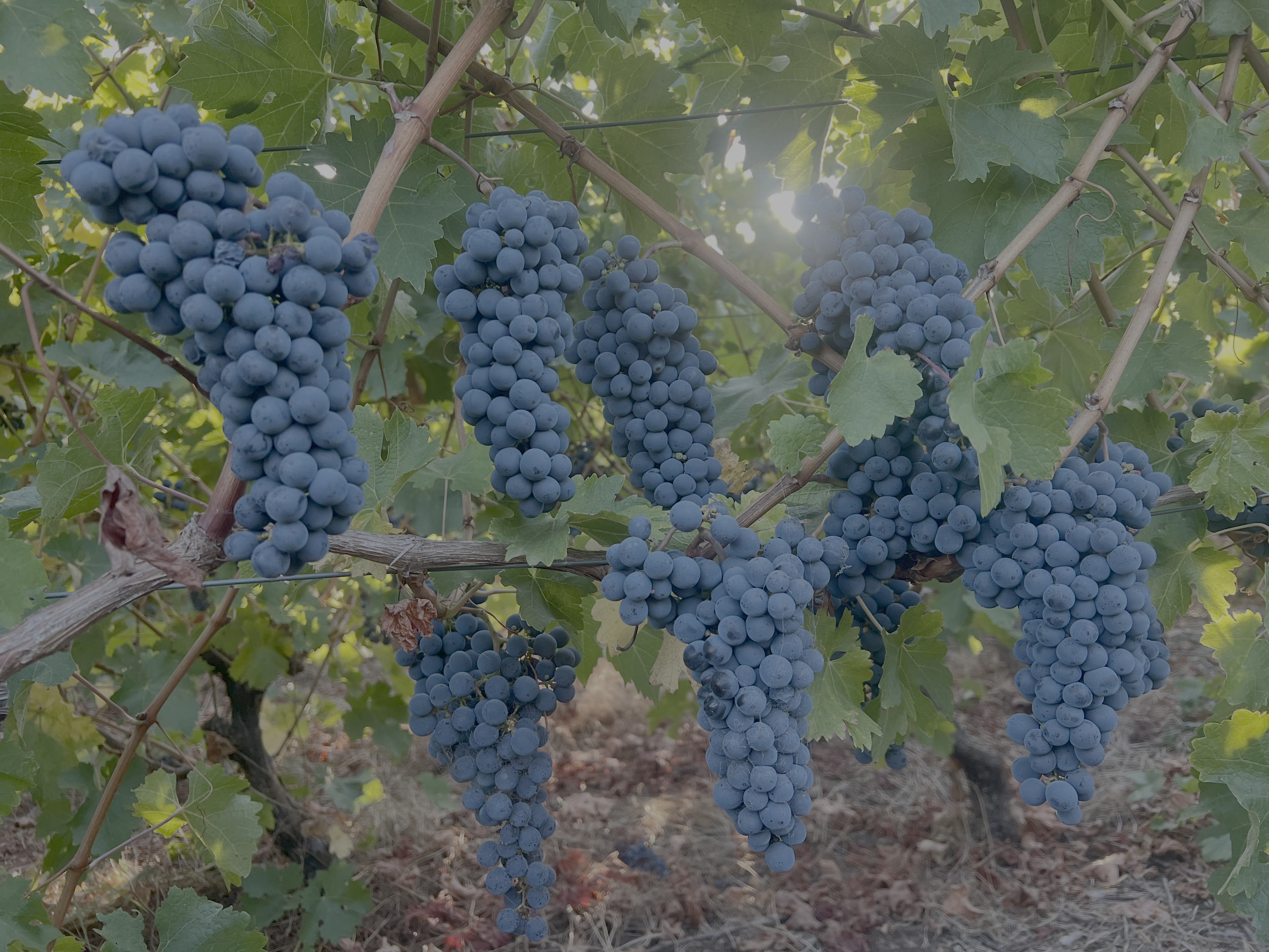 cabernet26harvest.png
