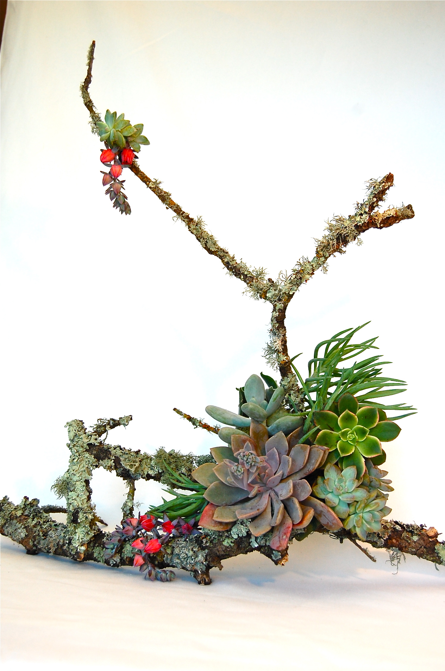 Medium Branch with Assorted Succulents
