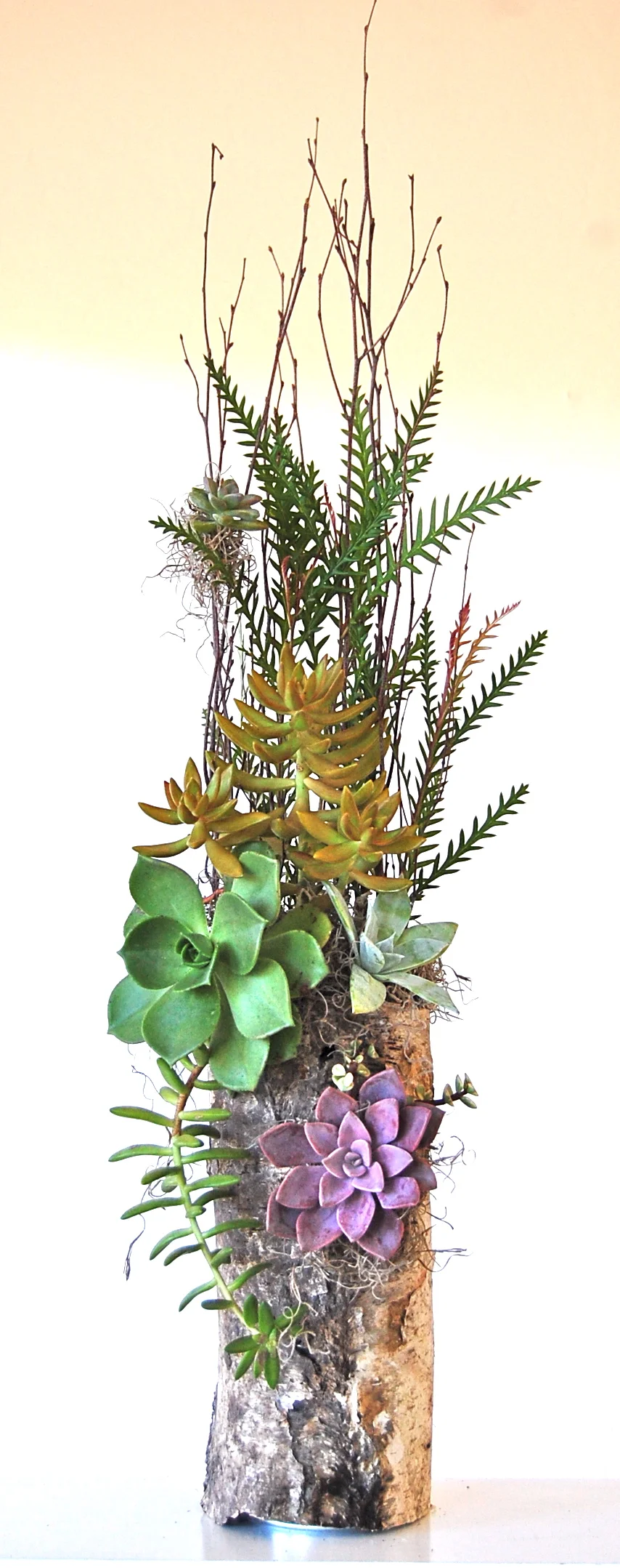 Small Standing Birch Log