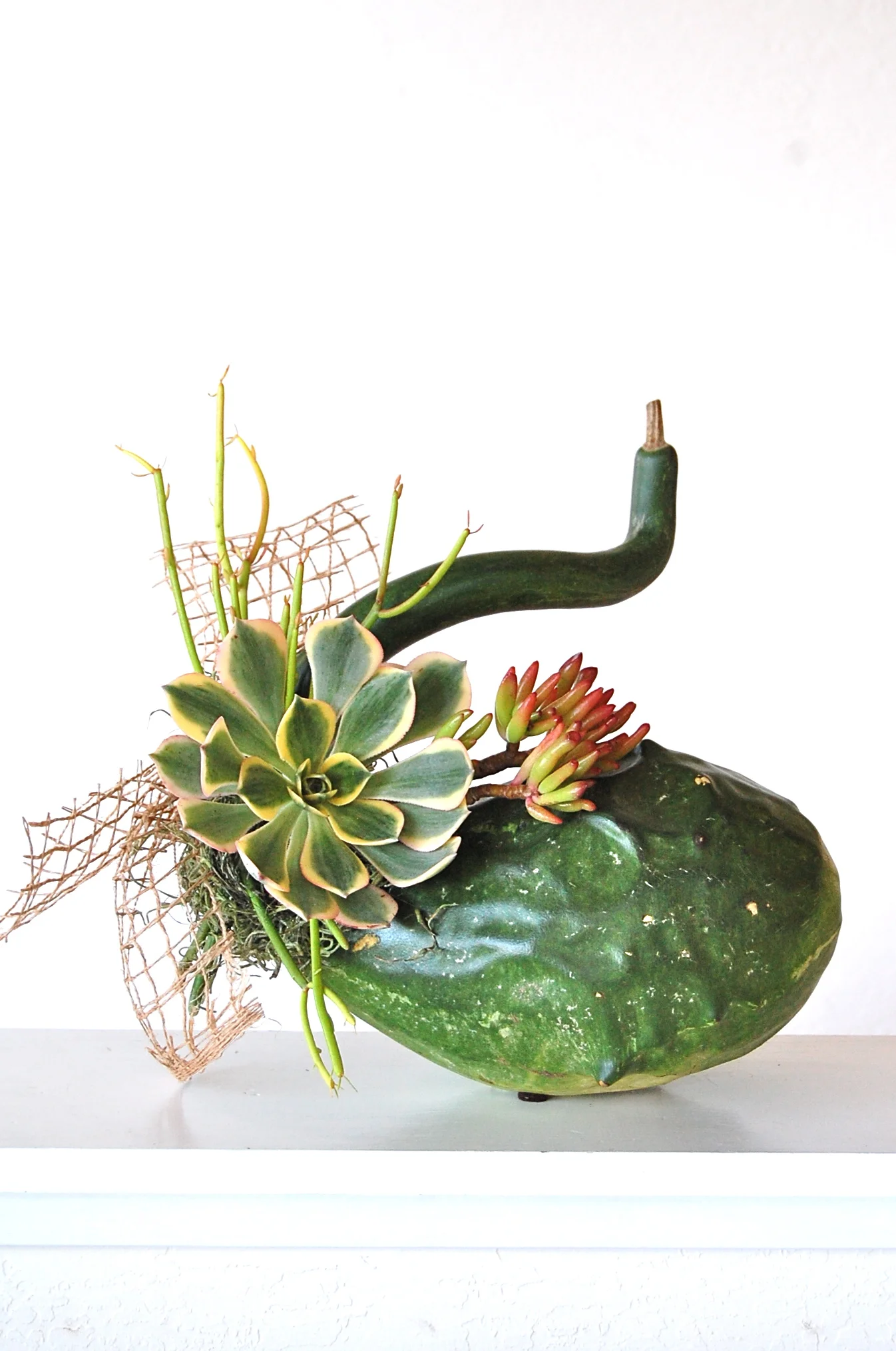 Succulent Enhances Goard