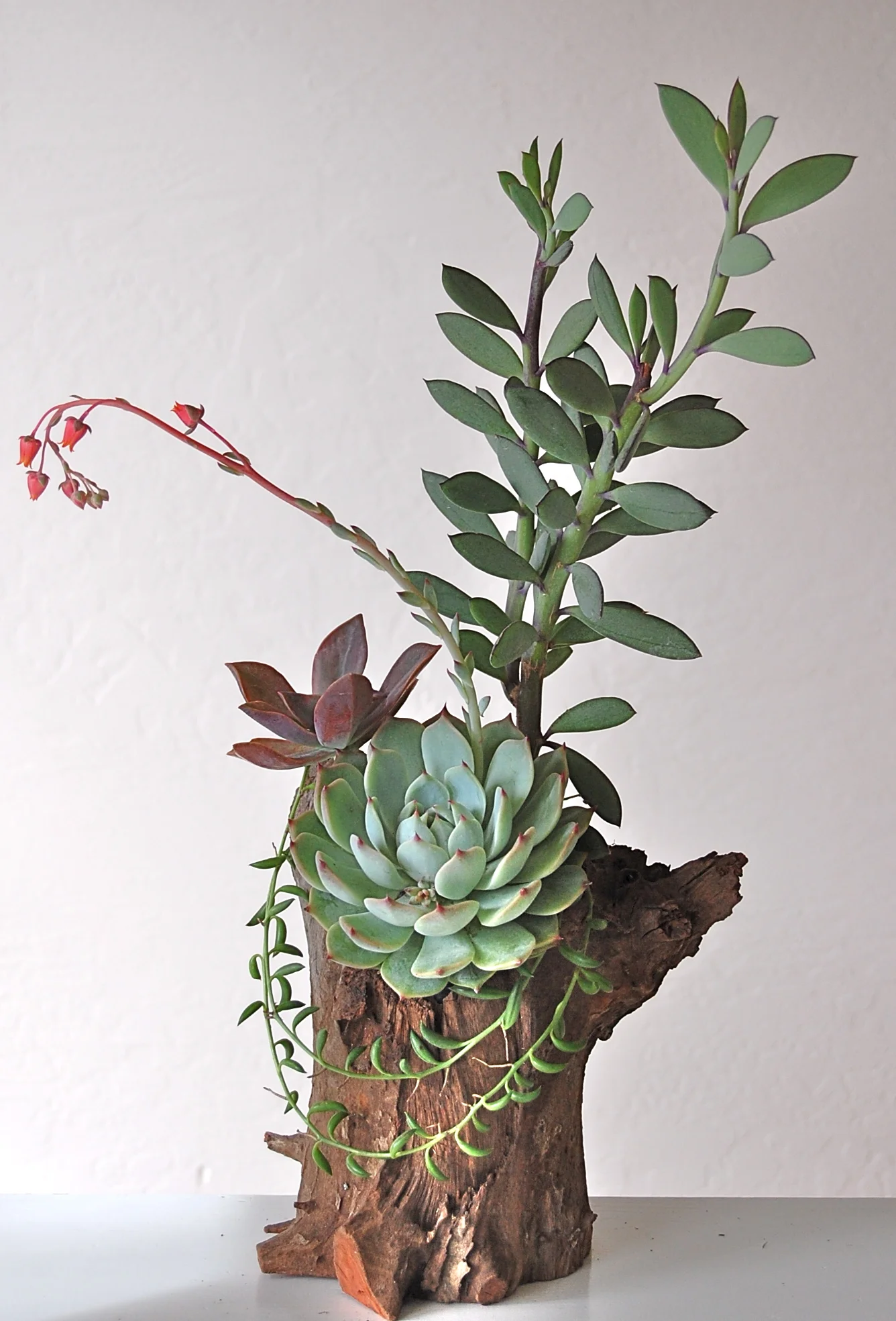 PLANTED RECLAIMED TREE STUMP 6.5"w x 13"h (as shown) – various sizes available starting at $75.