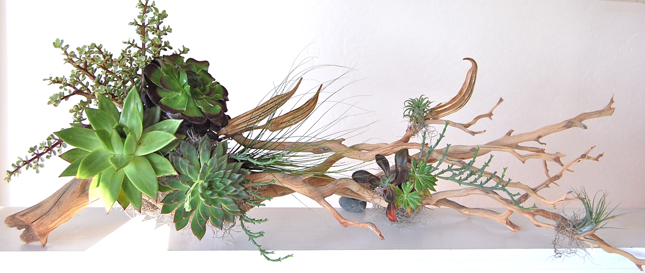X-LONG MANZANITA BRANCH 43"w x16"h (other sizes available)