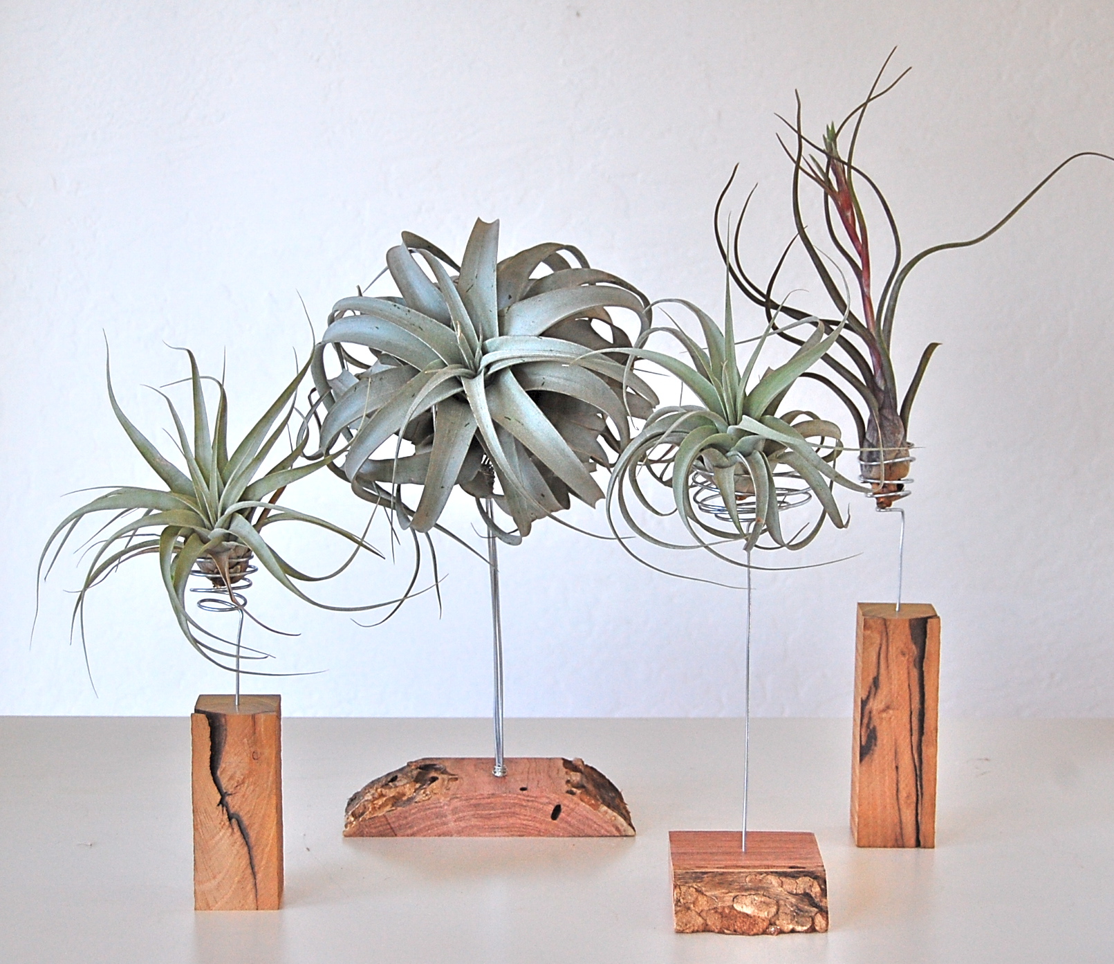 AIR PLANTS ON HAND CRAFTED STANDS (SOME WITH LIVE EDGE) Stands and plants sold separately.