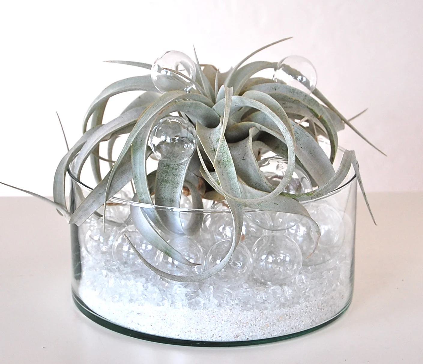 BUBBLING UP AIR PLANT BOWL 8" glass bowl and glass bubbles with Xerographica air plant