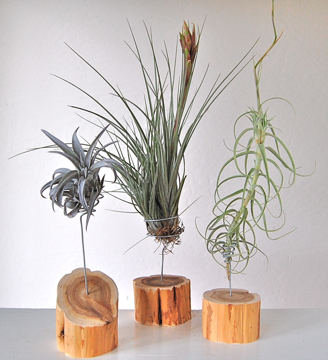 SINGLE AIR PLANTS ON ROUND CEDAR STANDS Stands and plants sold separately.