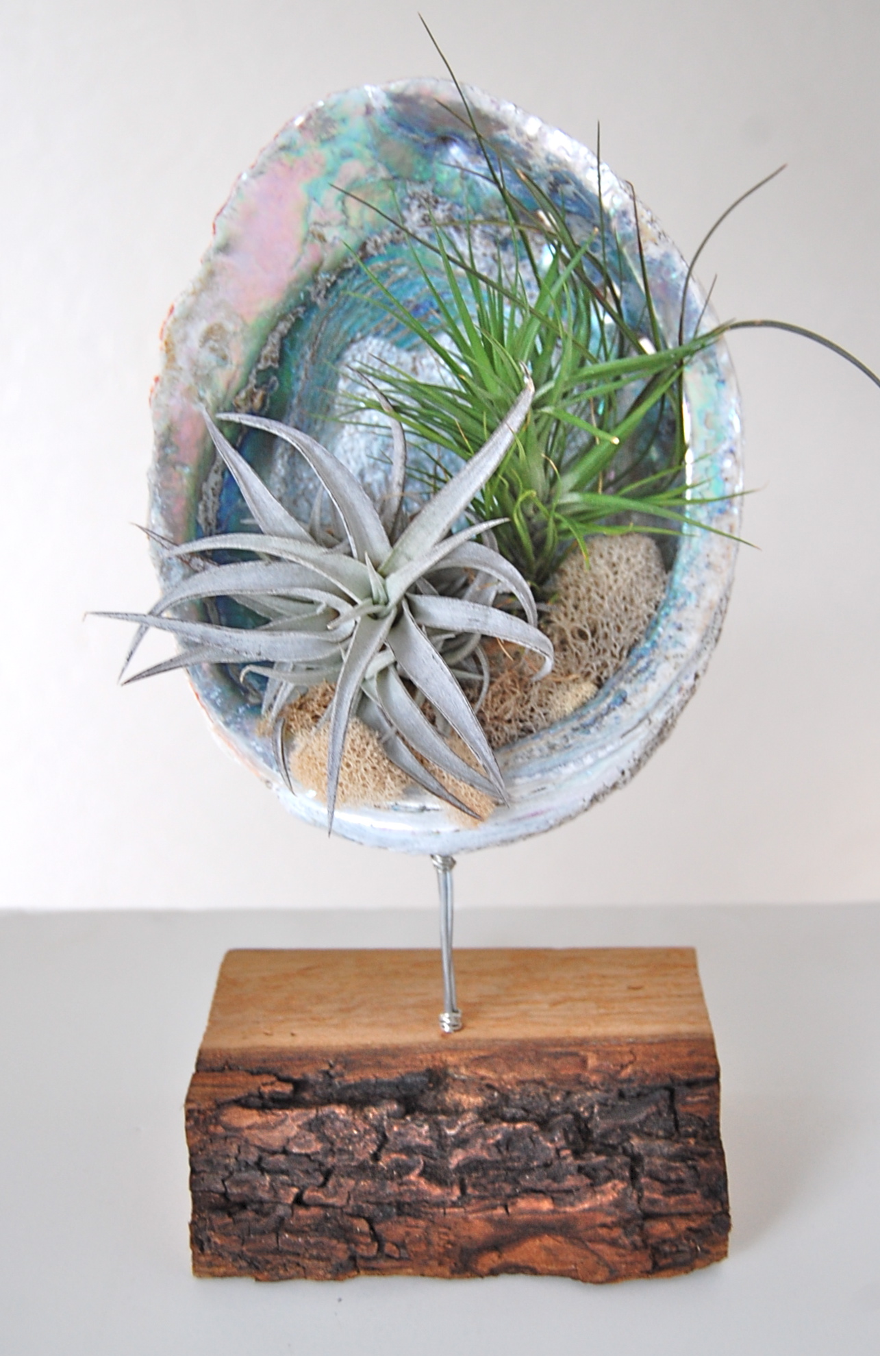 ABALONE SHELL STAND WITH AIR PLANTS 8"-9" shell on wooden stand