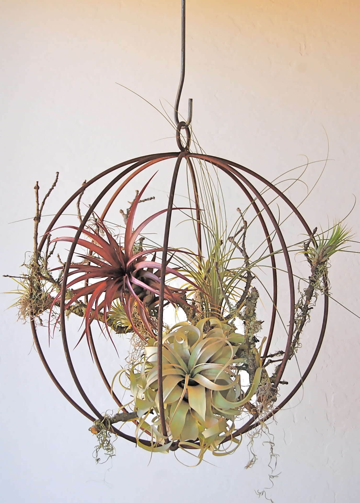 HANGING METAL ORB WITH AIR PLANTS 19" diameter (smaller sizes available)