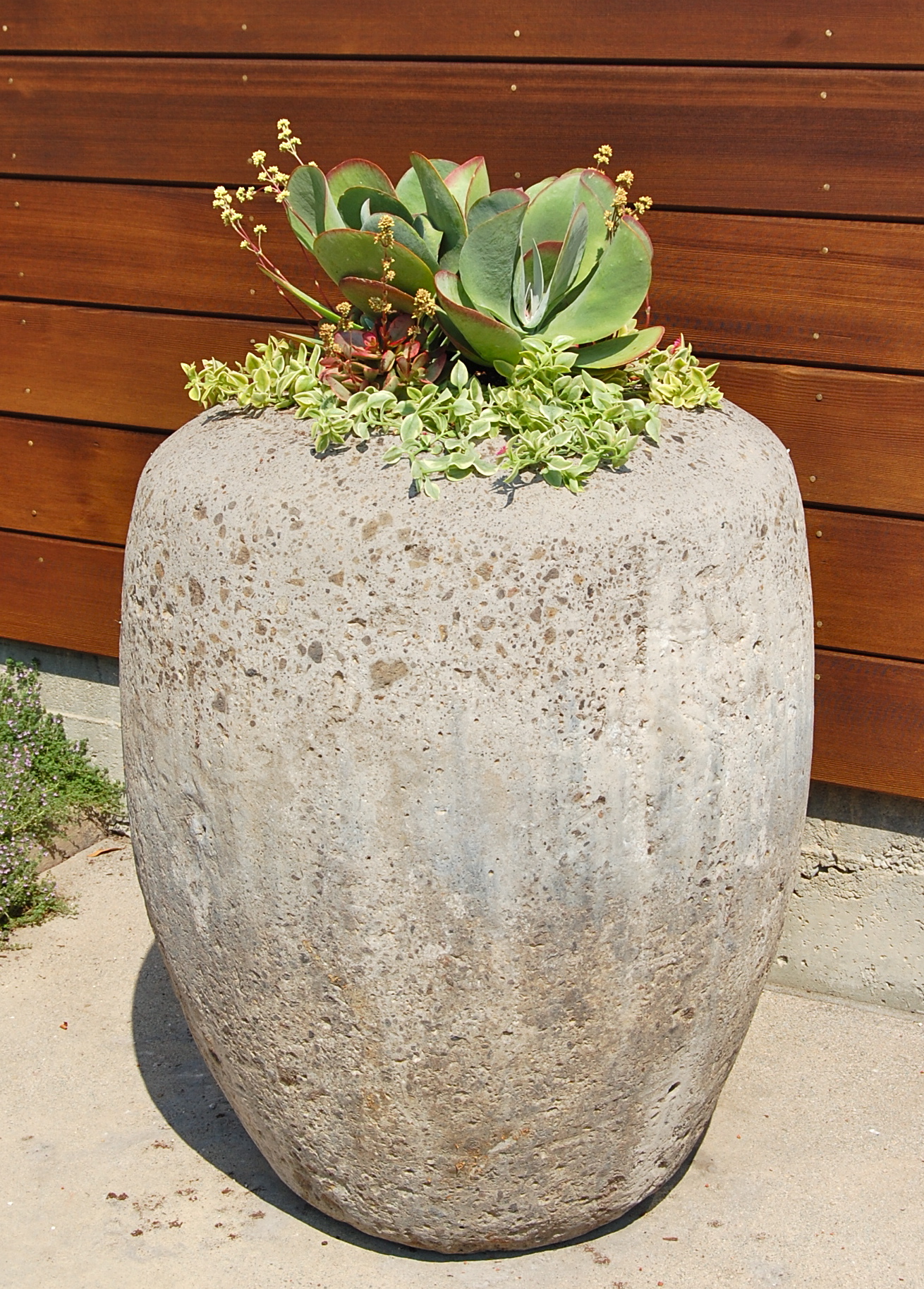 DESIGNED & PLANTED CLIENTS' CONCRETE URN IN LARKSPUR, CA