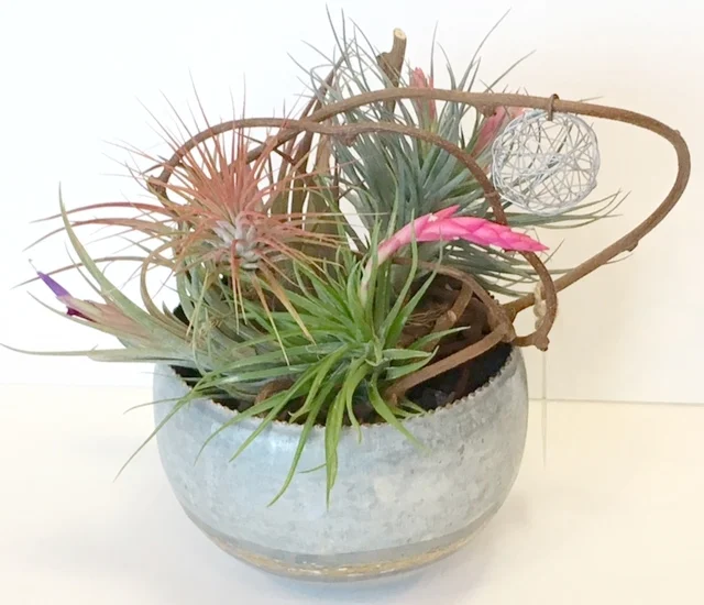 METAL BOWL WITH AIR PLANTS 6"w x 8"h