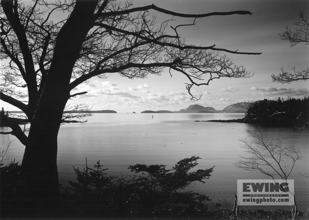 Acadia Mountains, Oak Tree Sorrento, Maine