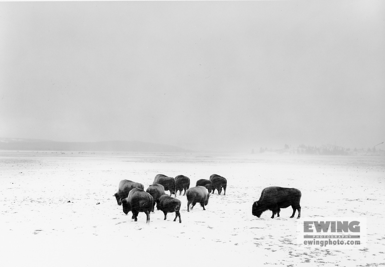 Buffalo, Midway Geyser Basin Yellowstone National Park, Wyoming 