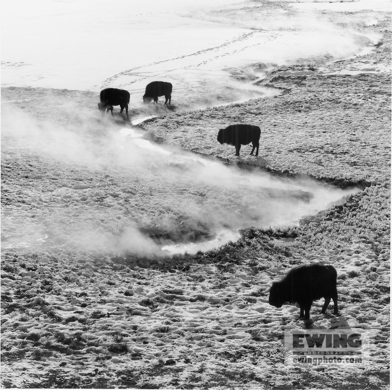 Buffalo, Black Sand Basin Yellowstone National Park, Wyoming 