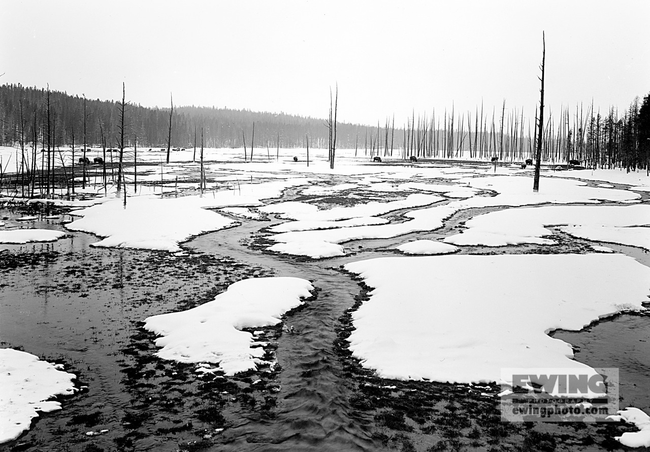 Buffalo, Lower Geyser Basin Yellowstone, Wyoming 