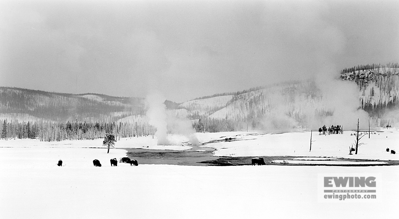 Buffalo, Midway Geyser Basin Yellowstone, Wyoming