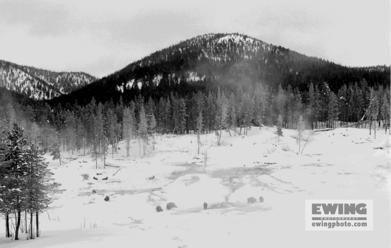 Buffalo and Elk, Lower Geyser Basin Yellowstone, Wyoming