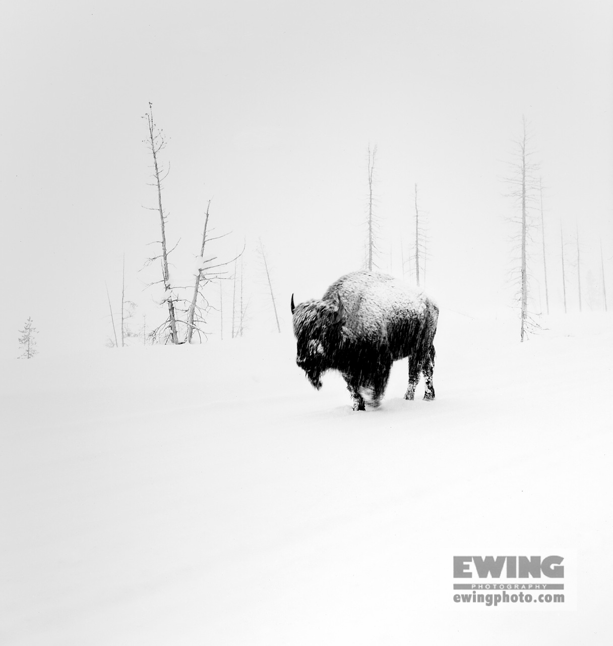 Lone Buffalo Yellowstone National Park, Wyoming 