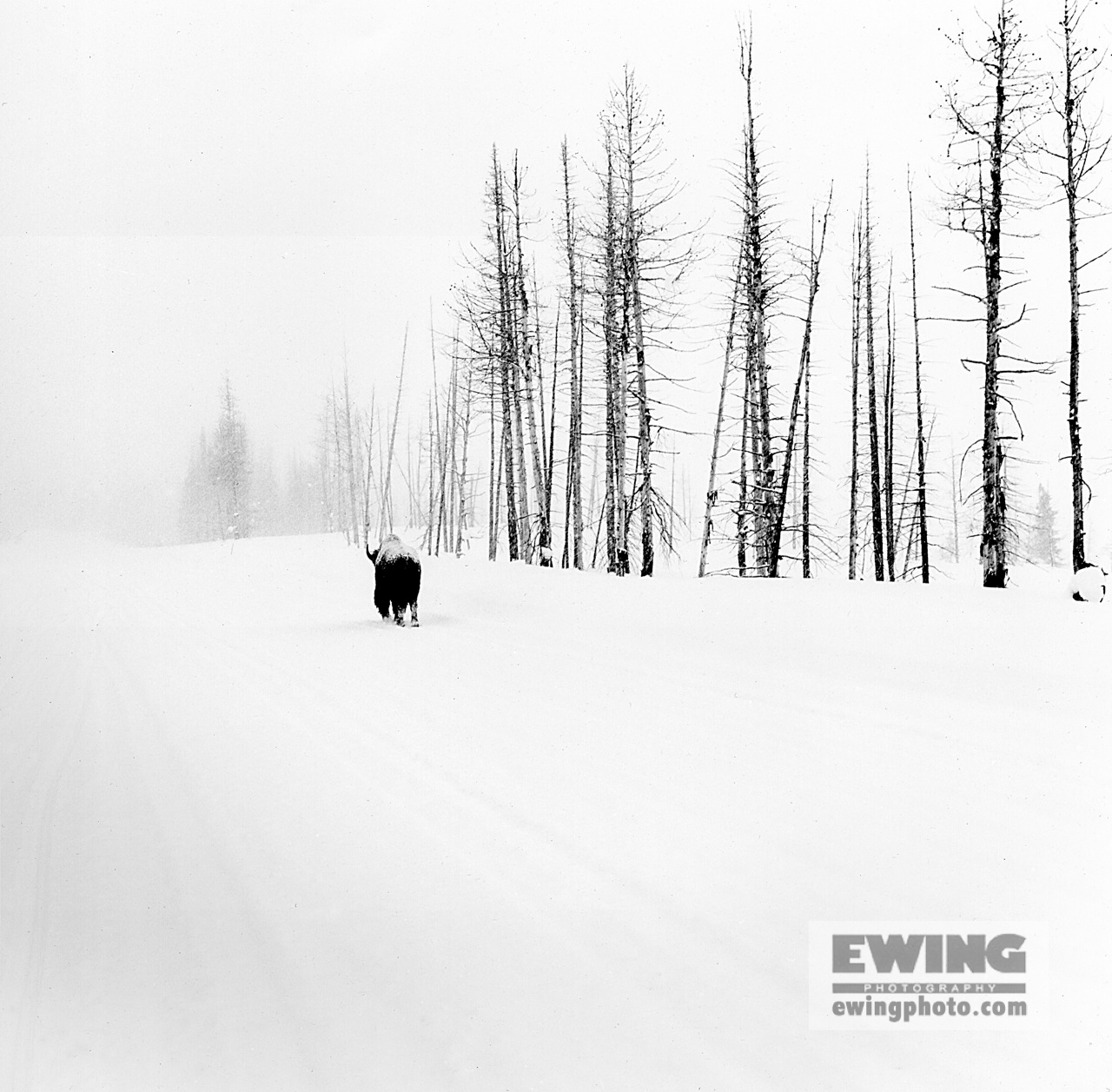 Buffalo Walking Away Yellowstone, Wyoming 