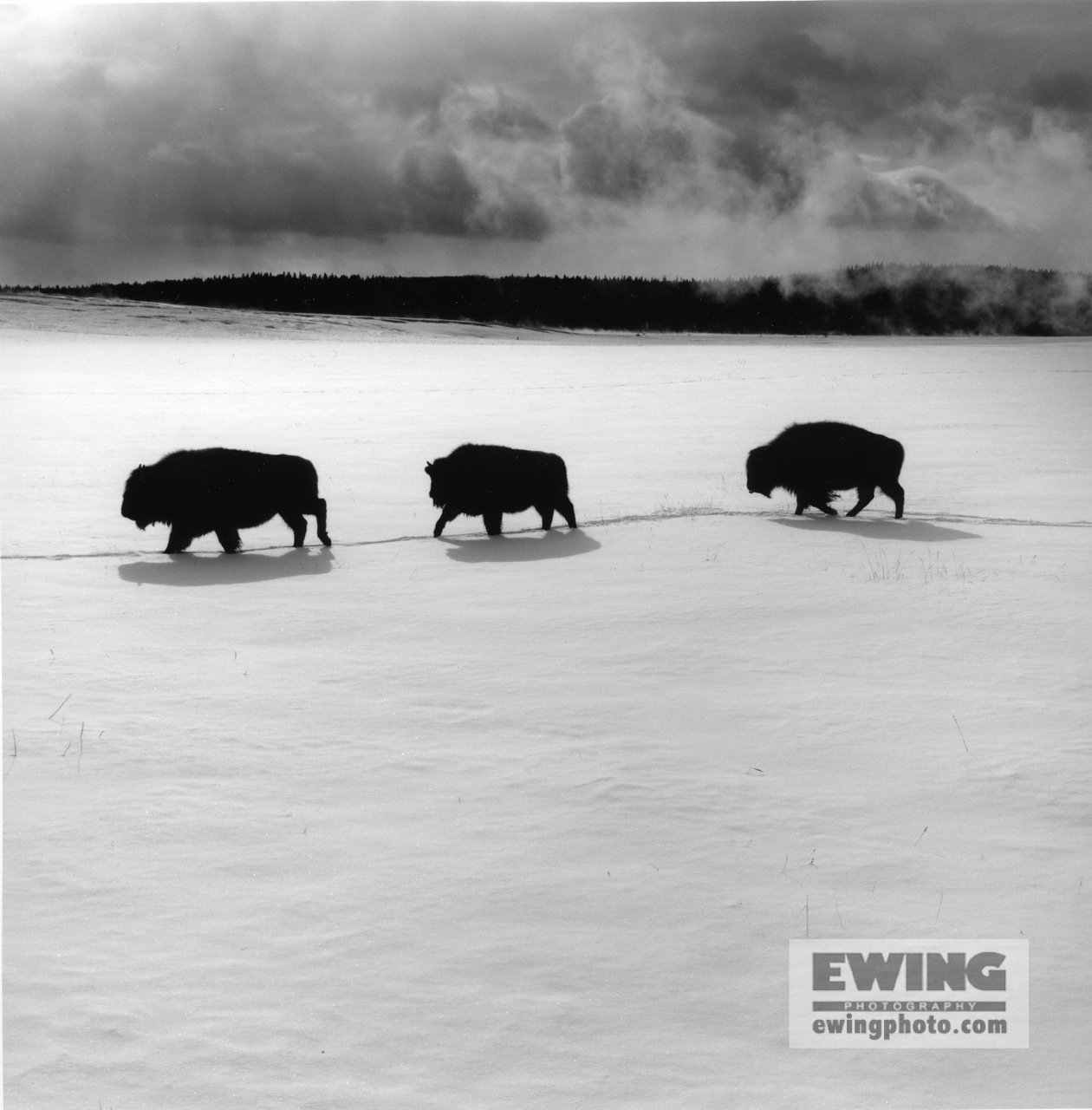 Three Buffalo, Midway Geyser Basin Yellowstone National Park, Wyoming