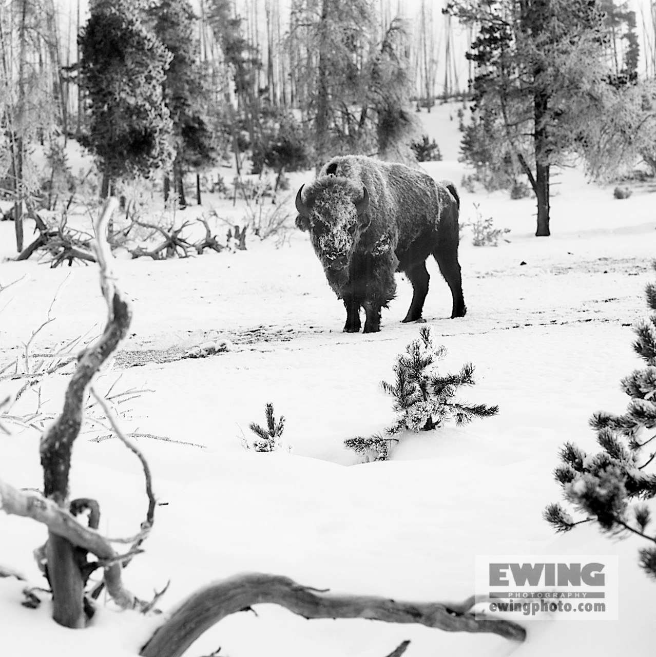 Buffalo, Black Sand Basin Yellowstone National Park, Wyoming