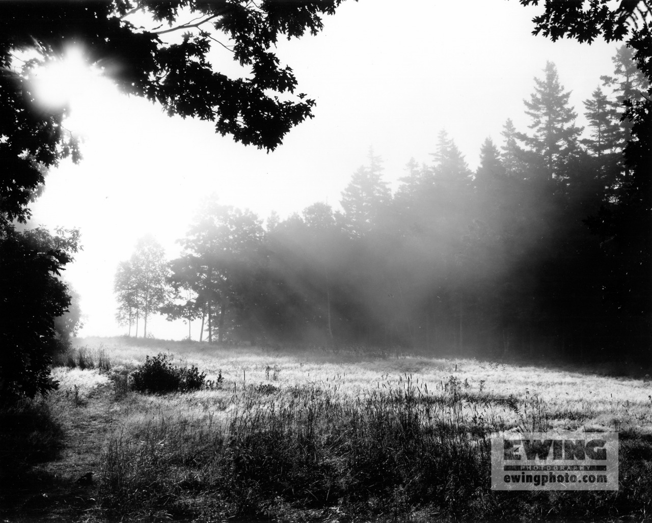 Field with Morning Fog Sorrento, Maine