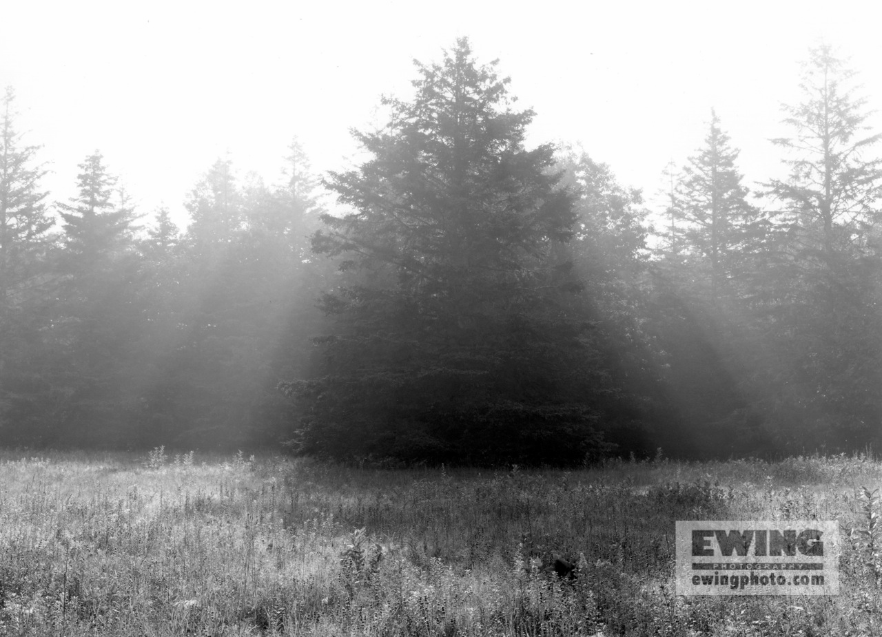 Spruce Tree Sorrento. Maine 