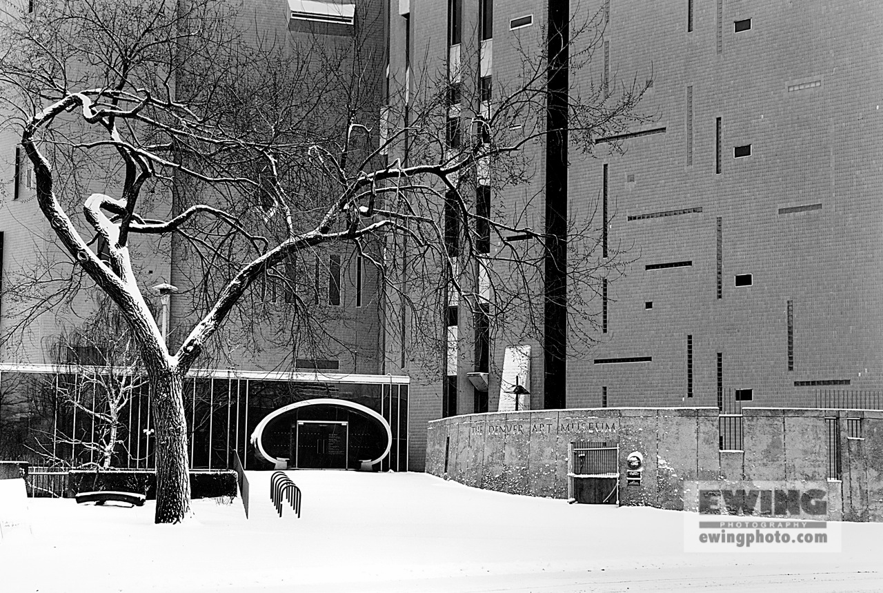 Elm Tree, Denver Art Museum Denver, Colorado 