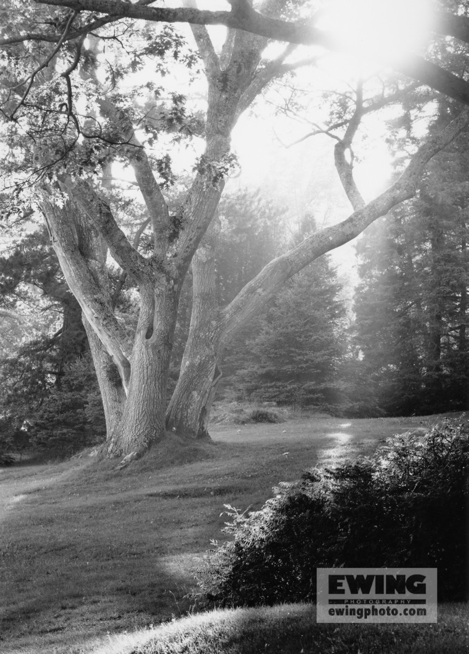 Johnson's Oak Sorrento, Maine 