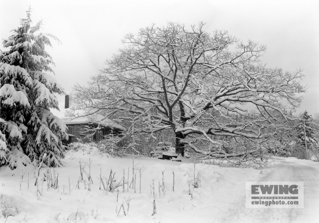 Andrew's Oaktree Sorrento, Maine 