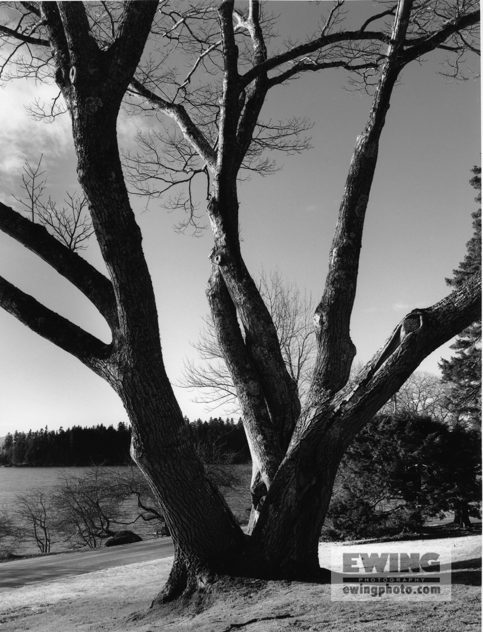 Oaks Oak Sorrento, Maine