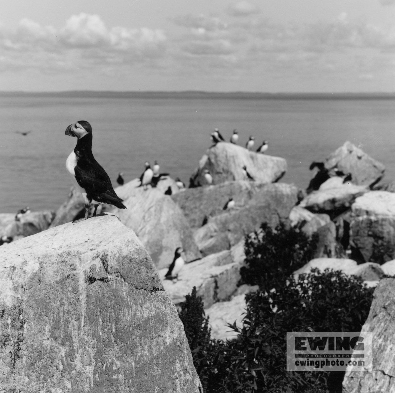 Puffin, Seal Island Machias, Maine 