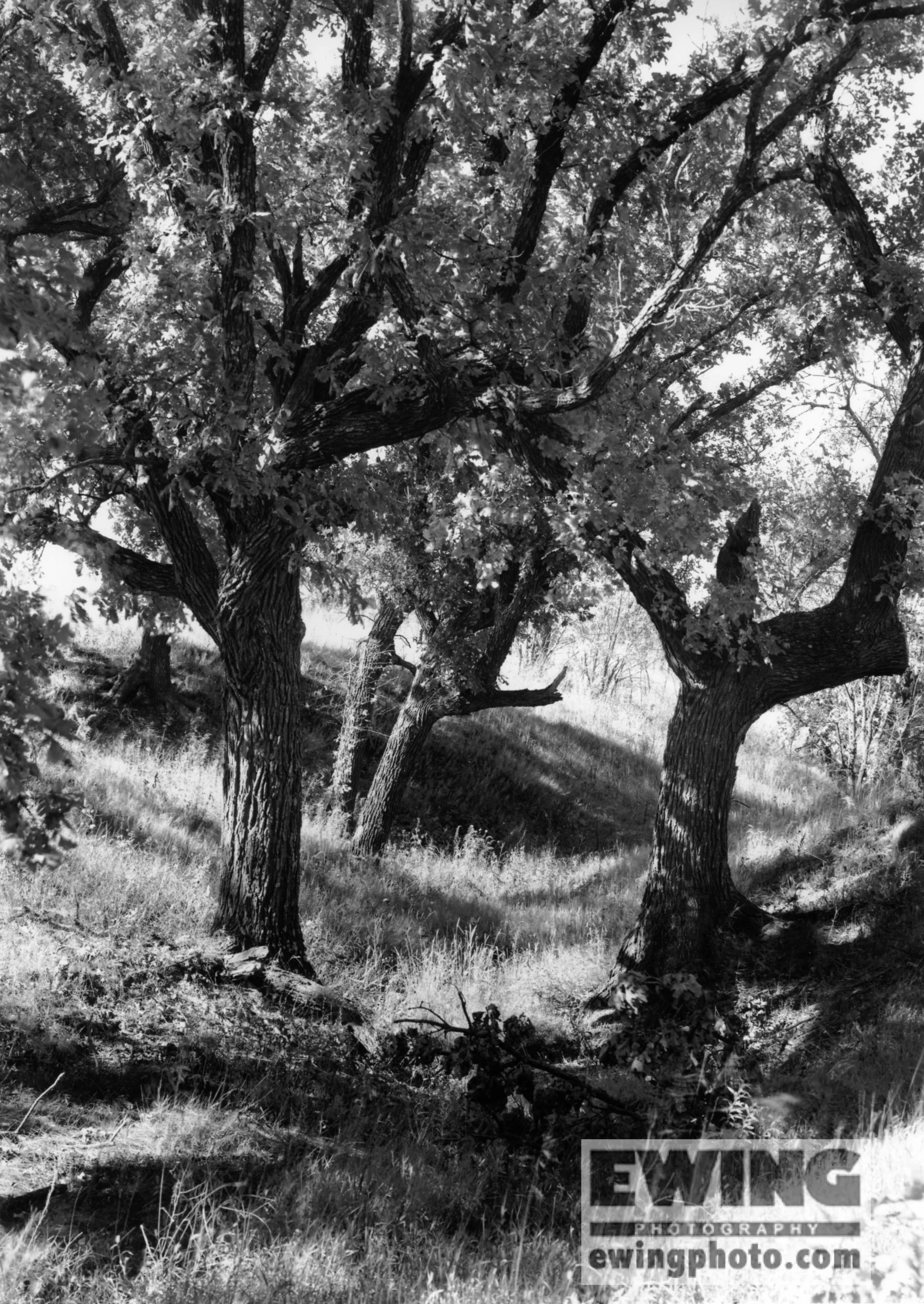 The Land Institute, Hagg Property, Salina, KS