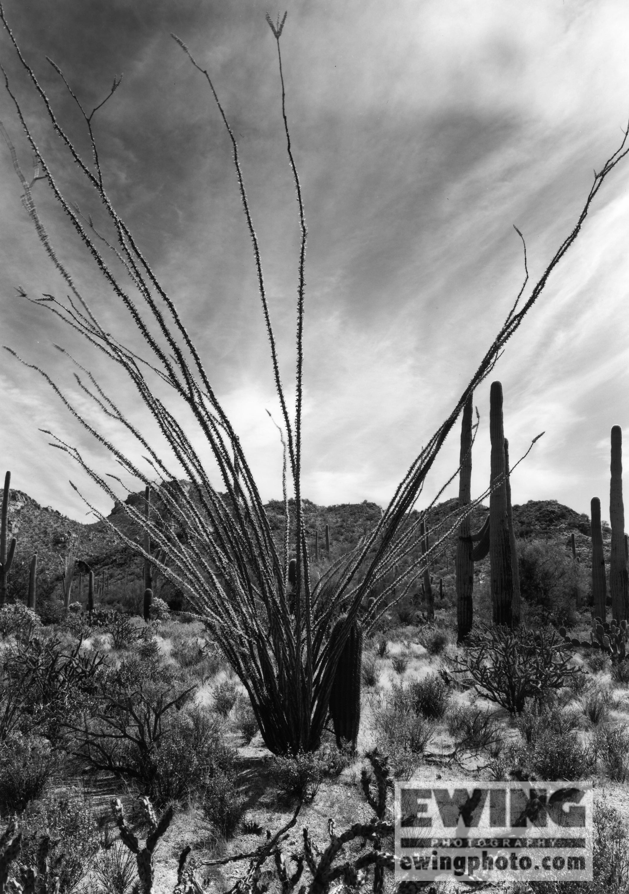 Saguaro National Park, Arizona