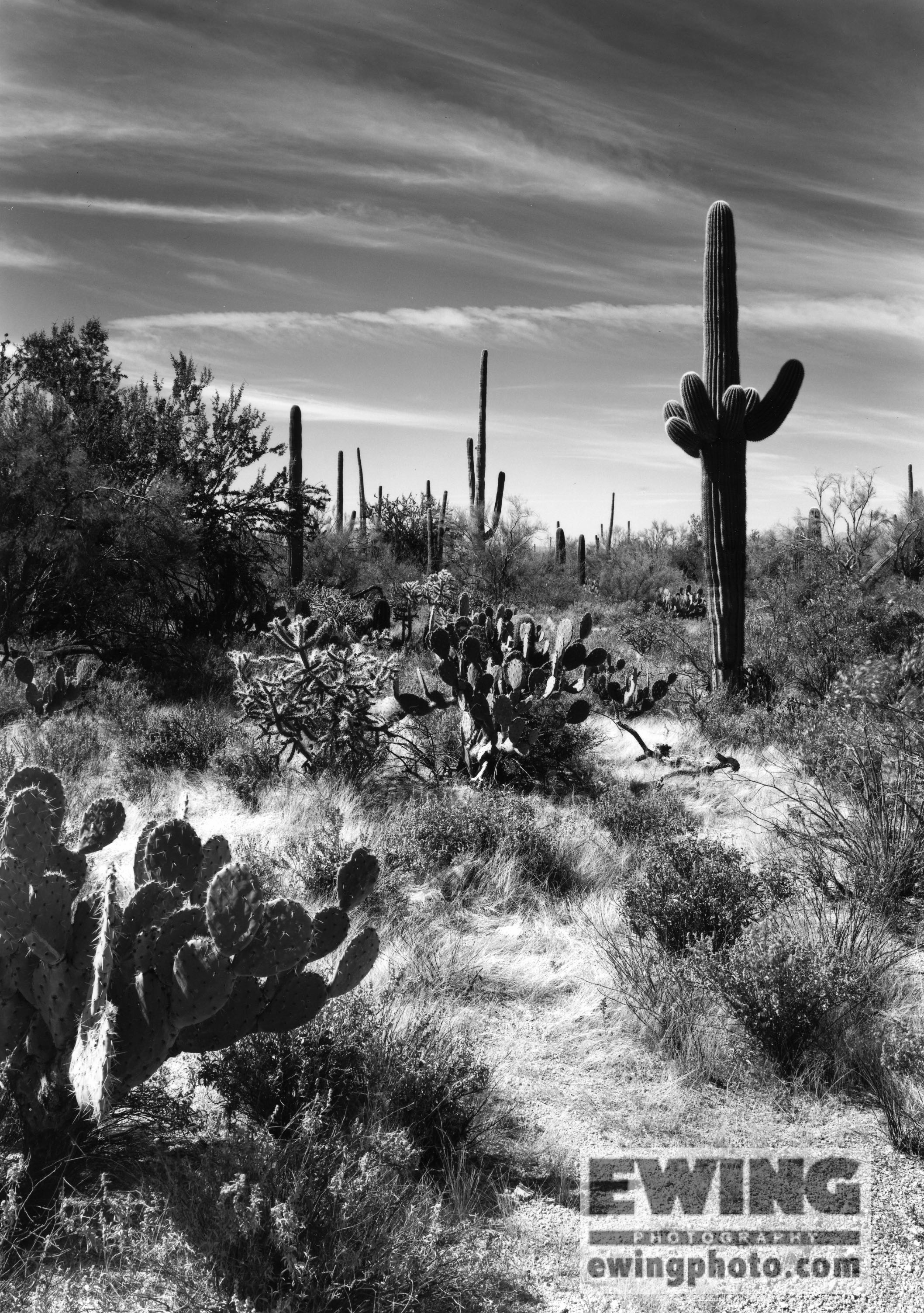 Saguaro National Park Arizona 