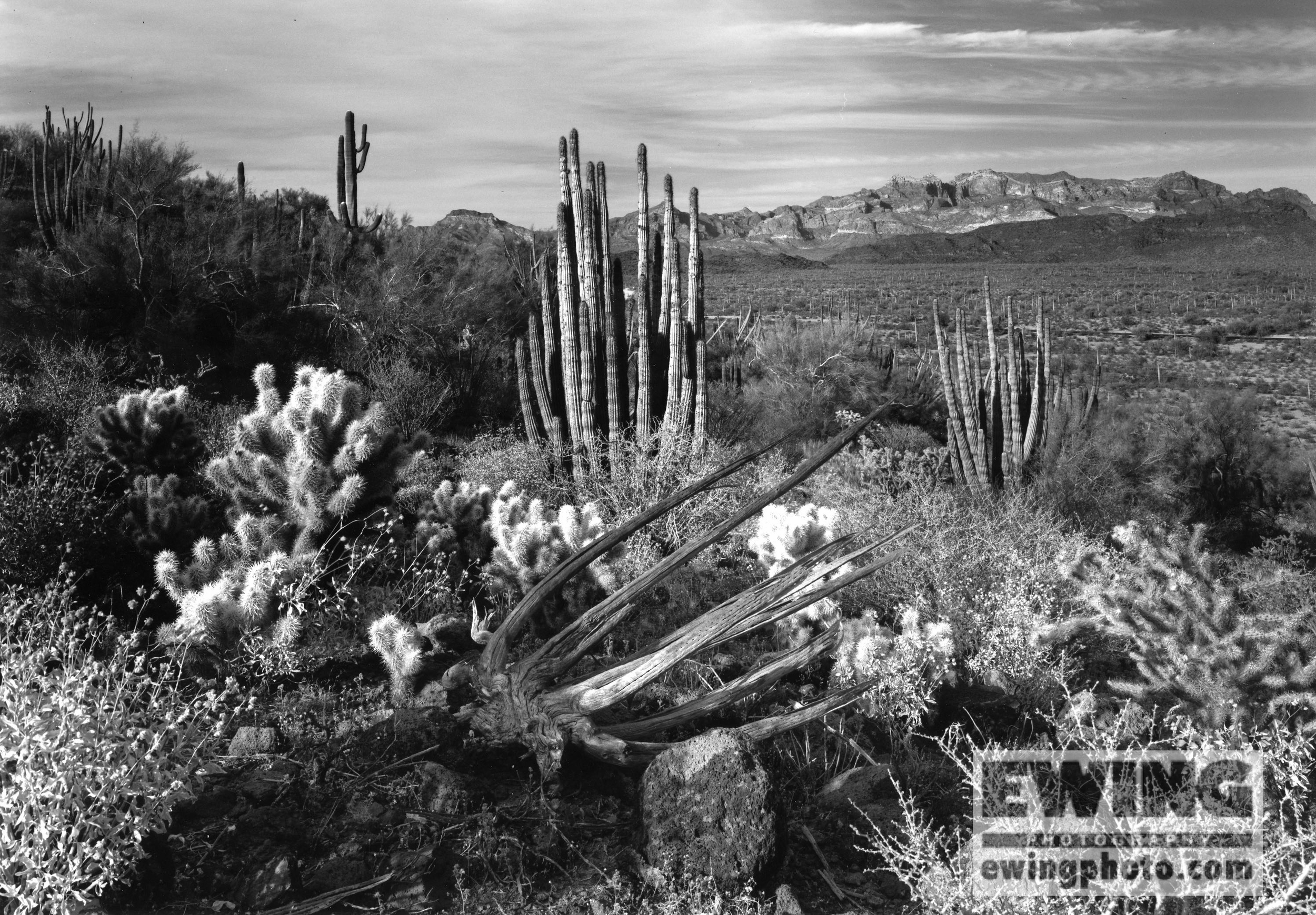 Organ Pipe Cactus National Monument, Arizona