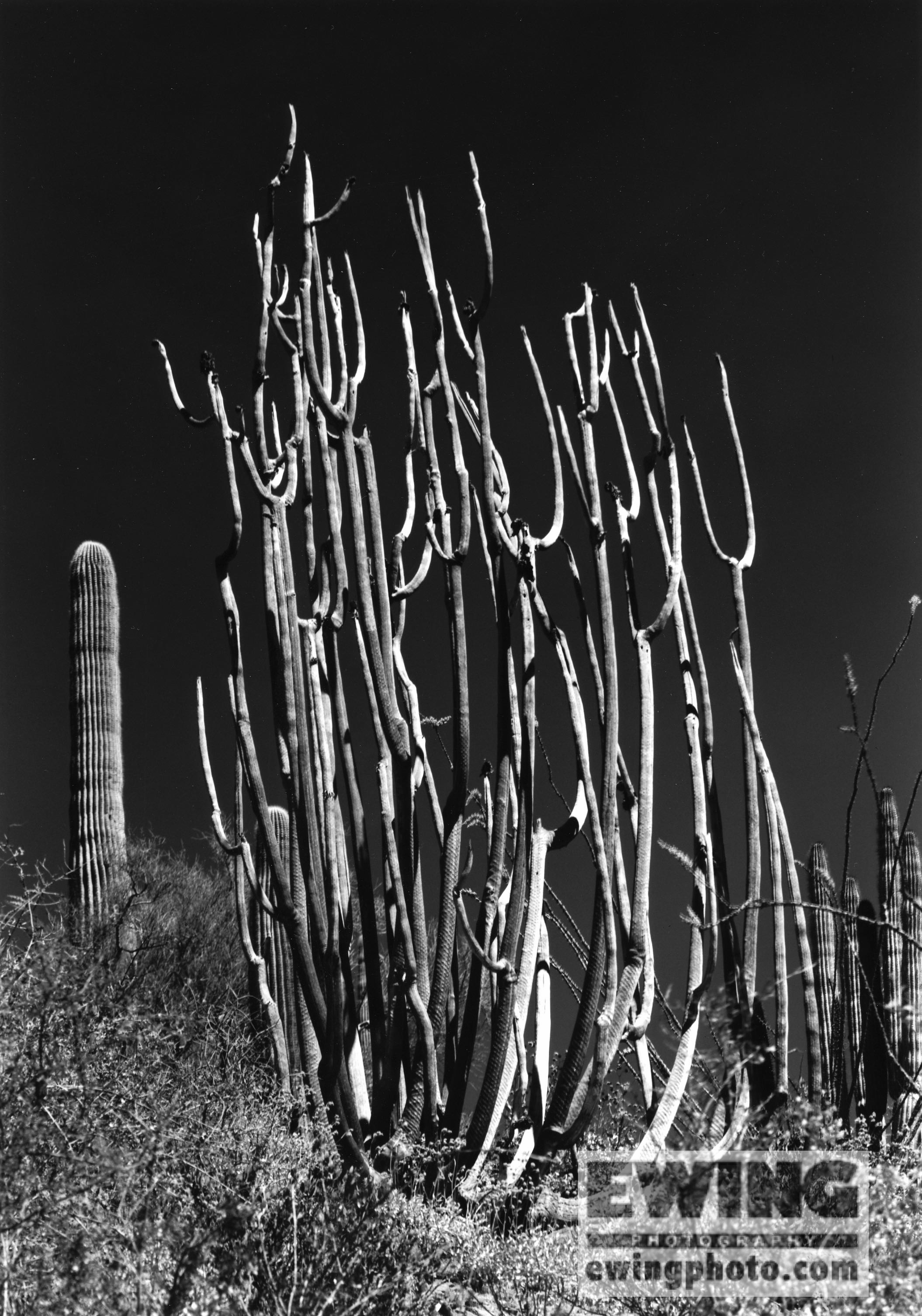 Organ Pipe Cactus National Monument, Arizona 