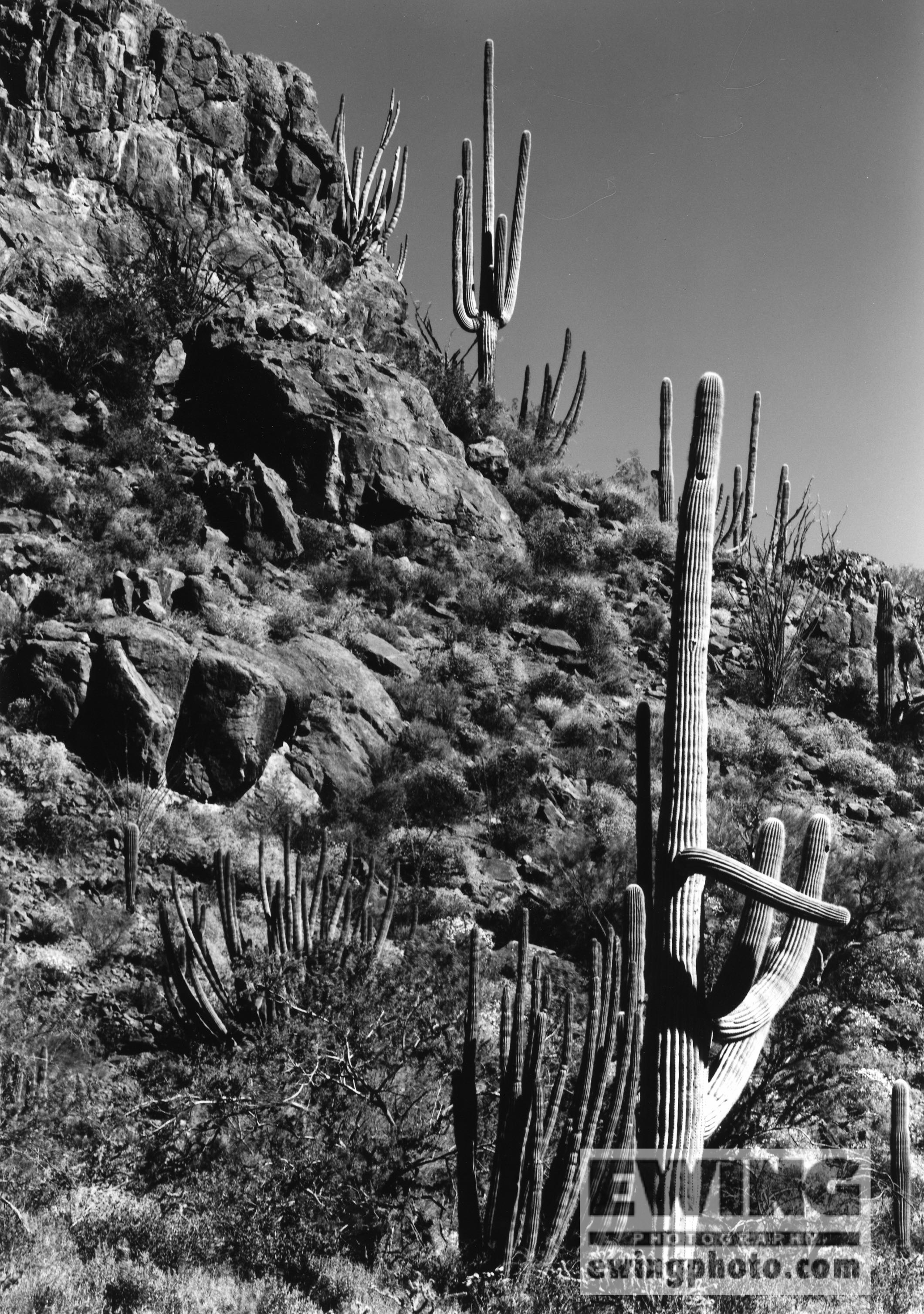 Organ Pipe Cactus National Monument, Arizona 