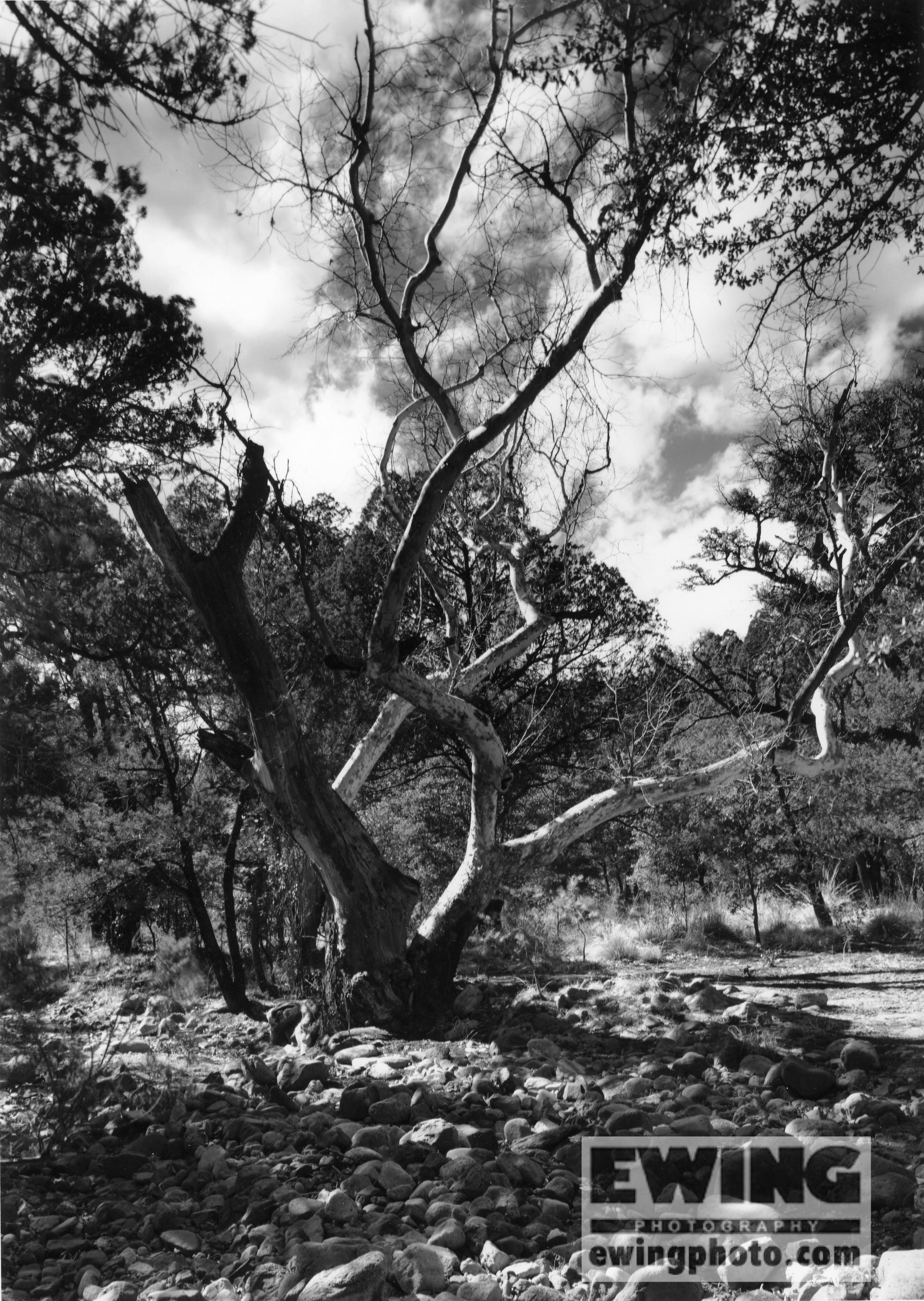 Sycamore Coronado National Park, Arizona 