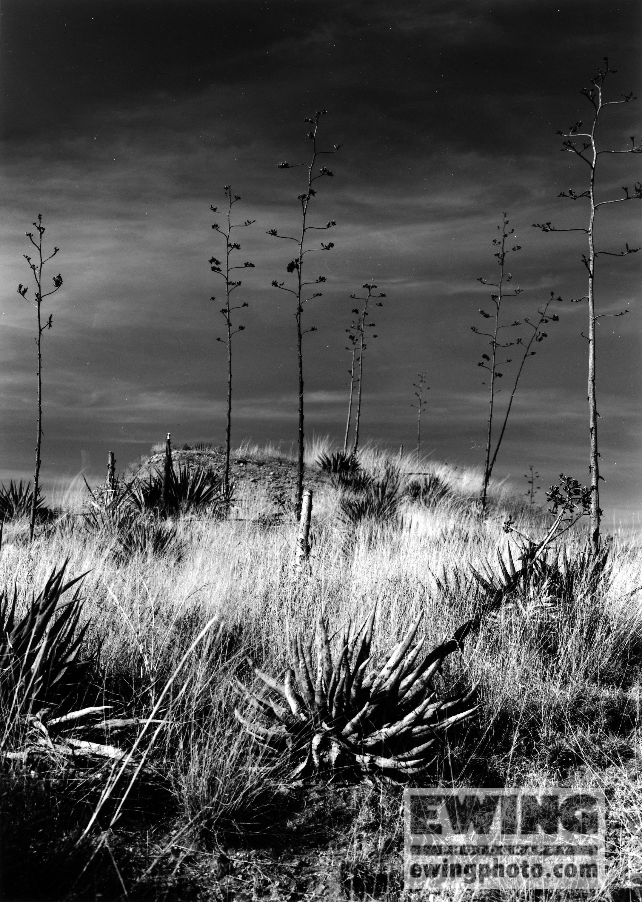 Agave Cactus Sonoita, AZ 
