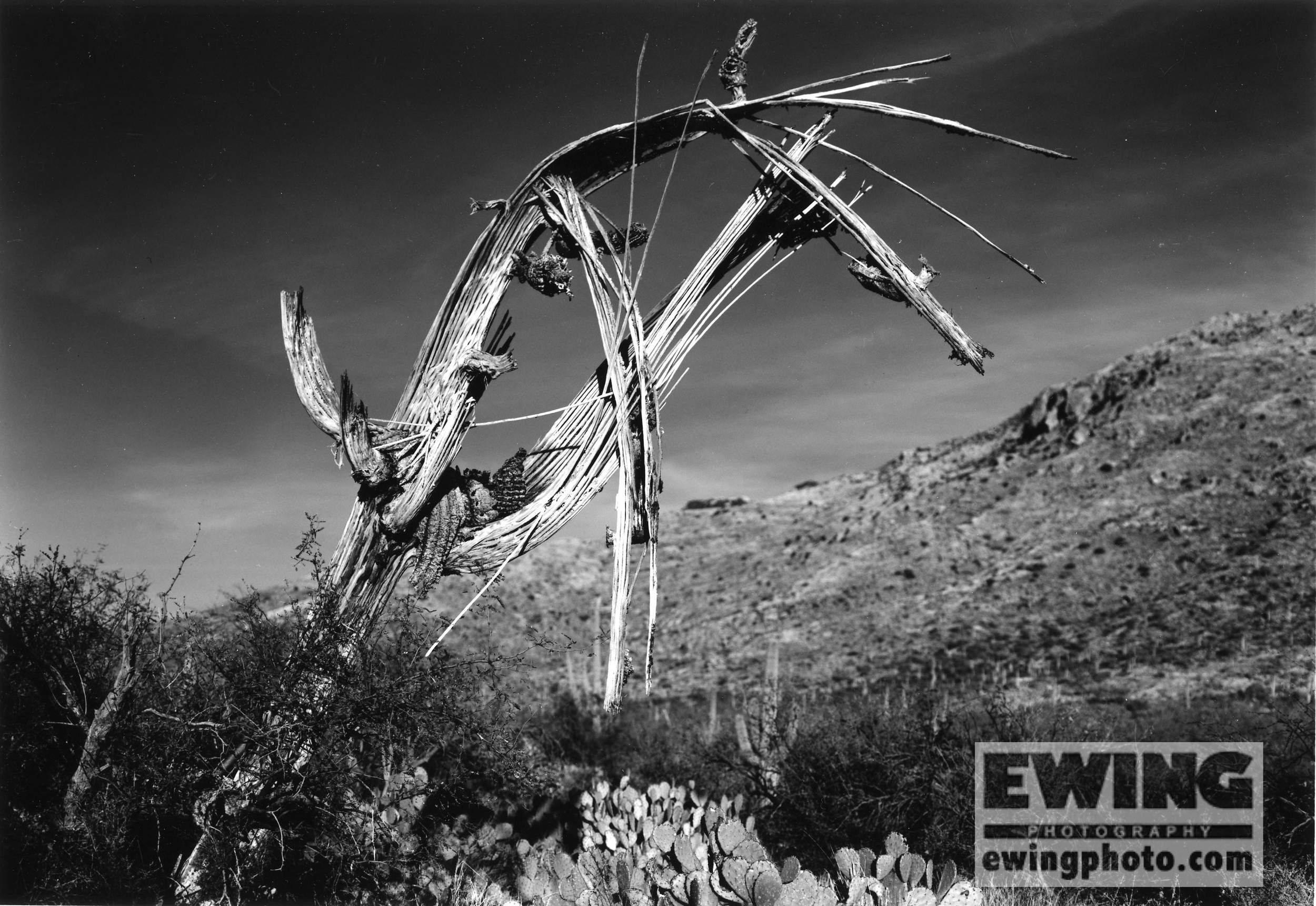 Dead Saguaro Cactus Saguaro National Park East, Airzona