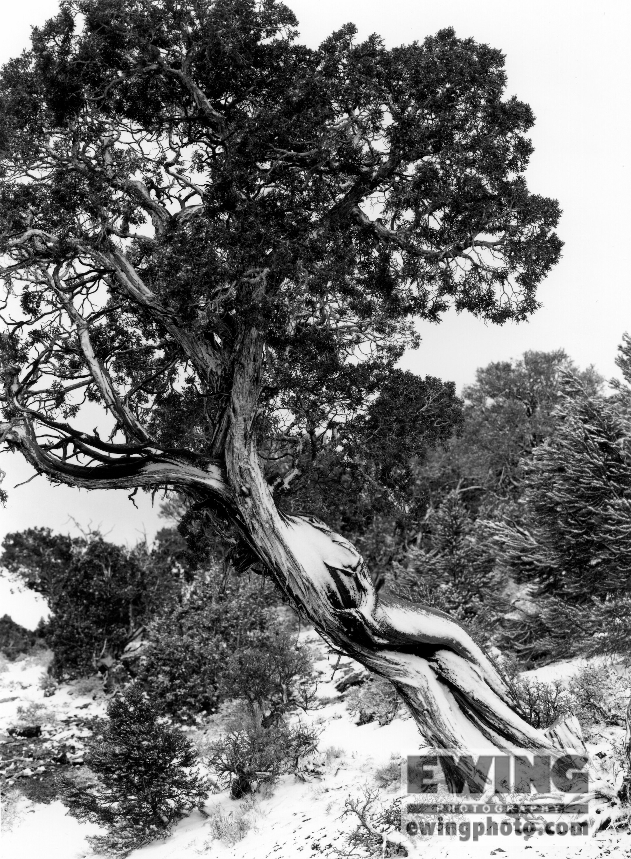 Bristlecone Pine Connors Pass, Nevada