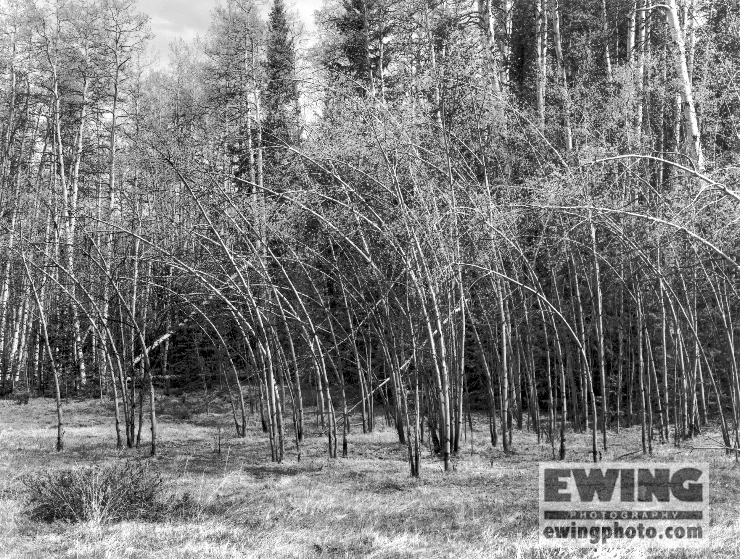 Bull Gulch Colorado