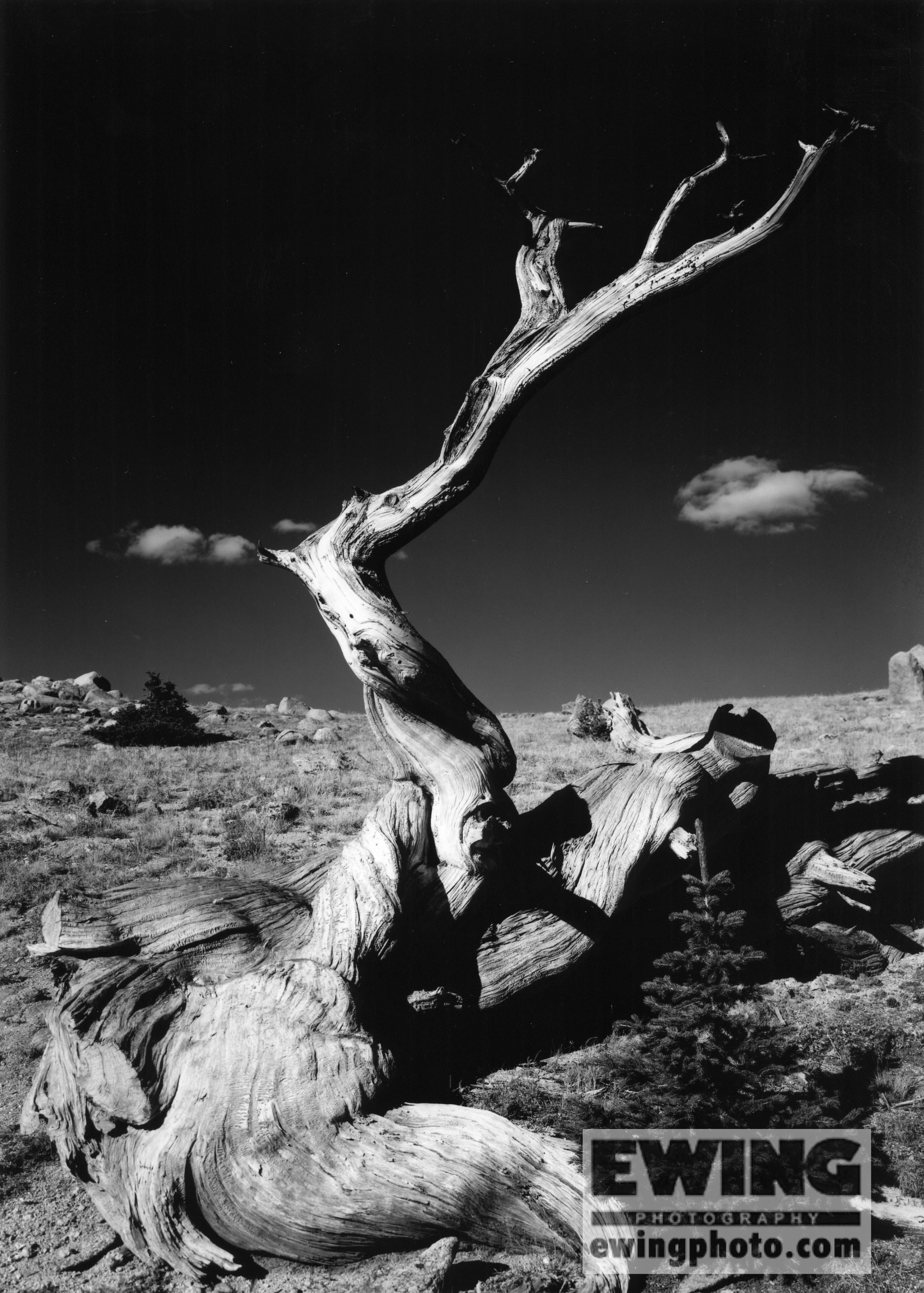 Bristlecone Pine Mt Goliath, Mt Evans Rd. Colorado 