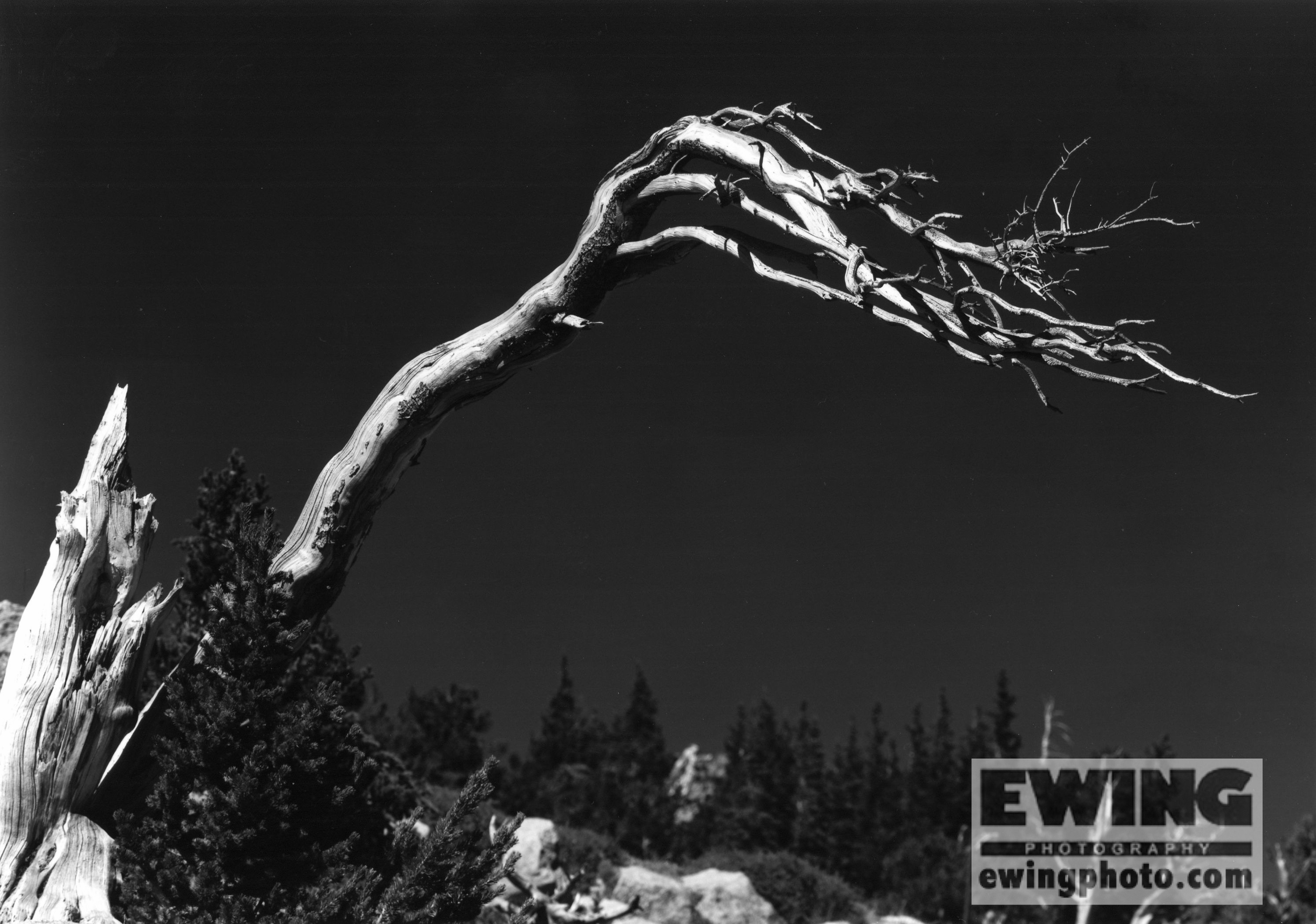 Bristlecone Pine Mt Goliath, Mt Evans Rd. Colorado 