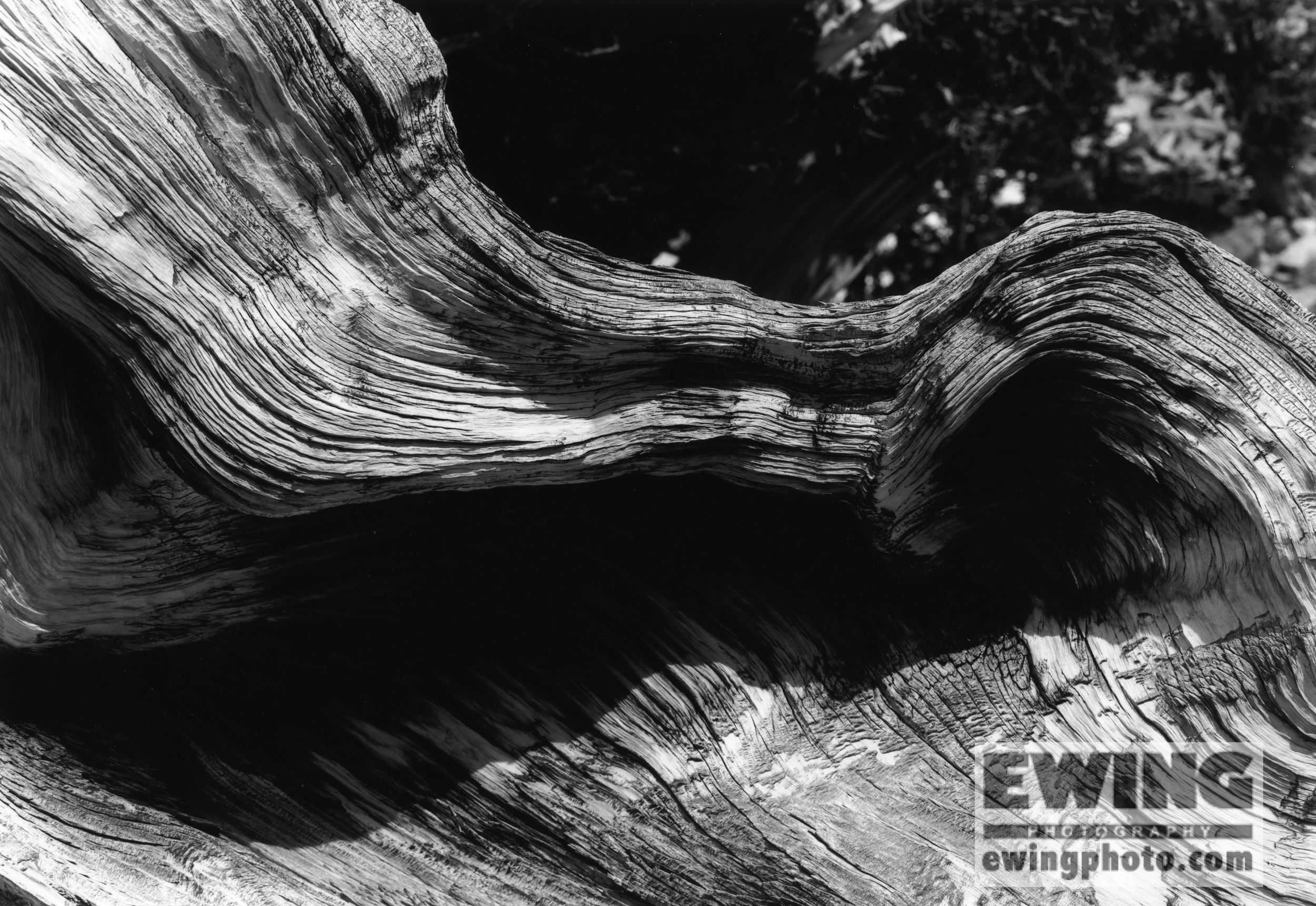 Wheeler Peak, Bristlecone Pine Grove, Great Basin National Park, Nevada