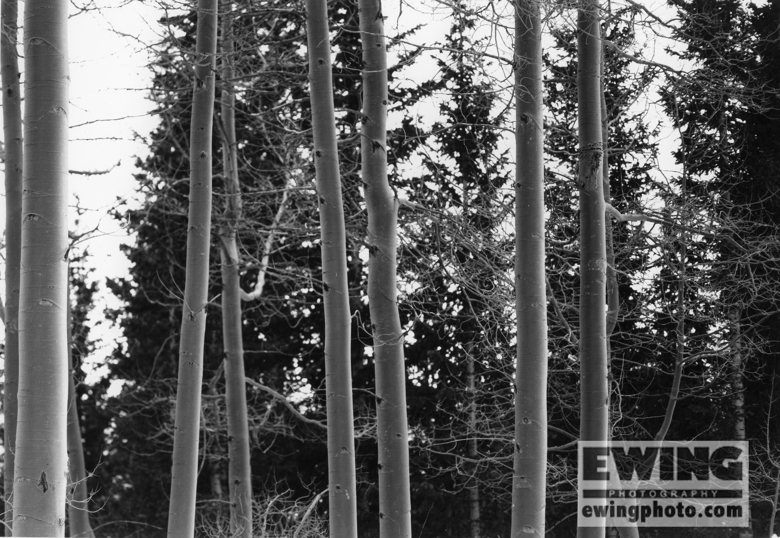 Aspens. Alma, Colorado